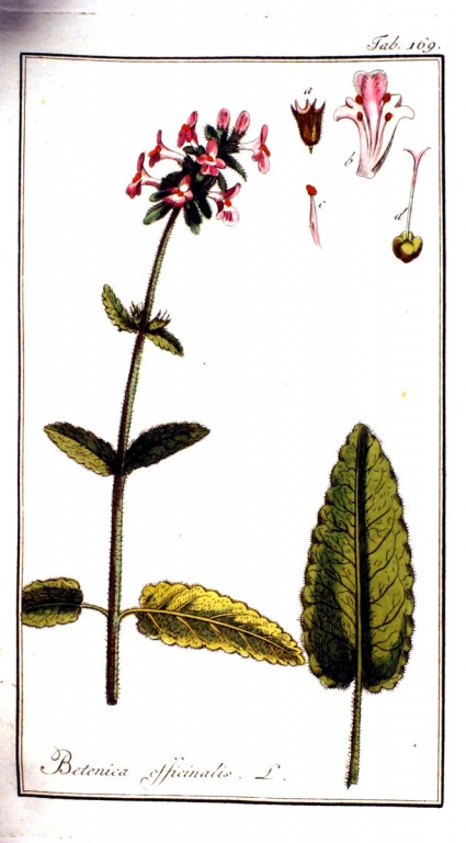 Betonie Litho